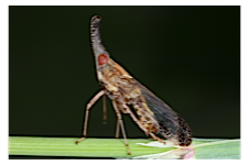 FLOW planthopper fulgoroidea fulgoromorpha insect